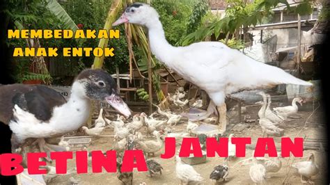 We did not find results for: Cara mudah membedakan anakan entok jantan dan betina - YouTube