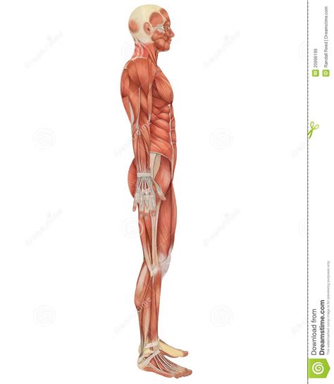 The muscles of the upper arm are split into anterior and posterior compartments. Male Muscular Anatomy Side View Stock Illustration ...