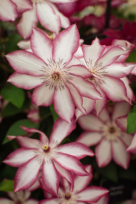 Clematis vines, clematis plants, perennial clematis. New Clematis at Chelsea - The English Garden