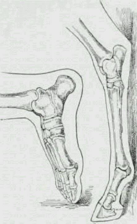 Related posts of leg bone anatomy. Human foot bones compared to horse leg bones | Anatomía del caballo, Caballos, Anatomía
