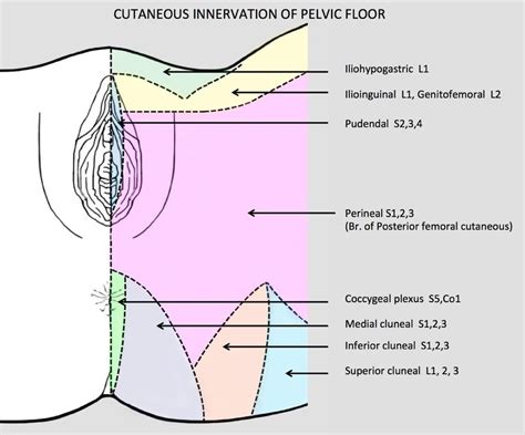 Gracilis, obturator externus, adductor brevis, adductor longus and adductor magnus. Female Pelvic Floor Muscle Anatomy | Foto Bugil Bokep 2017