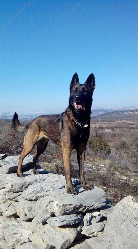 Since a belgian malinois was used by navy seal team six on the raid of the bin laden compound, it would make a perfect family pet. Pin by Asif Athwal17🇵🇰🇲🇾 on the_Dogs in 2020 (With images ...