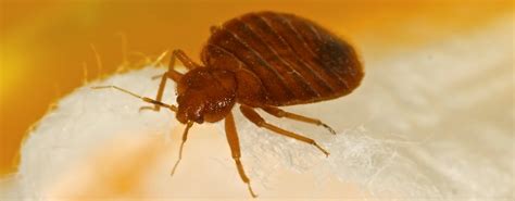 Bed bugs are among the most invasive insects we deal with on a daily basis, and they are rapidly spreading throughout western washington. Bed bug removal in Kent for fast removal | JG Pest Control