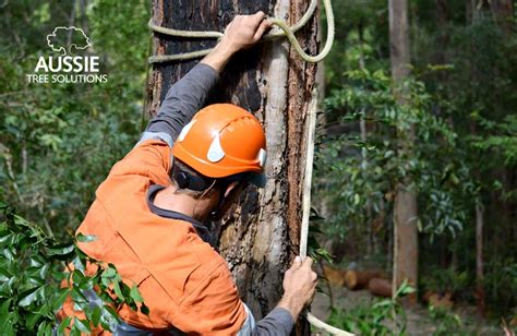 What do arborists actually do? What Does A Certified Arborist Do?
