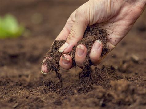 Mit bodentests kann der nährstoffgehalt überwacht werden. Bodenarten: Gartenerde und Problemböden | Gartenerde ...