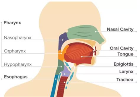 Nak kata banyak minum ais atau air sejuk, tak ada pun. Kanser Tekak: Punca, Simptom dan Rawatan - The Diagnosa