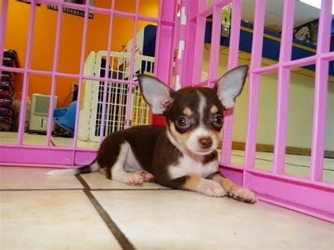 Enter your email address to receive alerts when we have new listings available for chihuahua puppies free to good home uk. Not, PuppyFind, Craigslist, Oodle, Kijiji, Hoobly, eBay ...