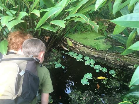 Tagestickets für den botanischen garten berlin erwachsene 6 € ermäßigt 3 € große familienkarte 12€ (2 erwachsene und bis zu 4 kinder im alter bis einschließlich 14 jahre) kleine familienkarte 7 € Kurzt®ipp: Botanischer Garten Berlin mit Kindern ...