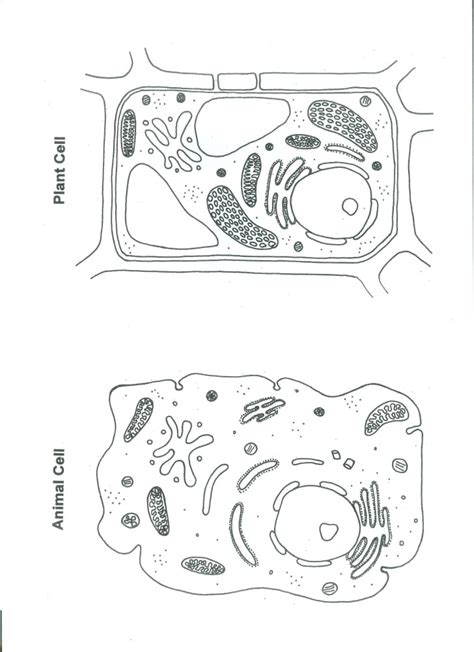 Plant cell diagram unlabeled pdf. Plant and animal Cell Color Worksheet : Biological Science ...