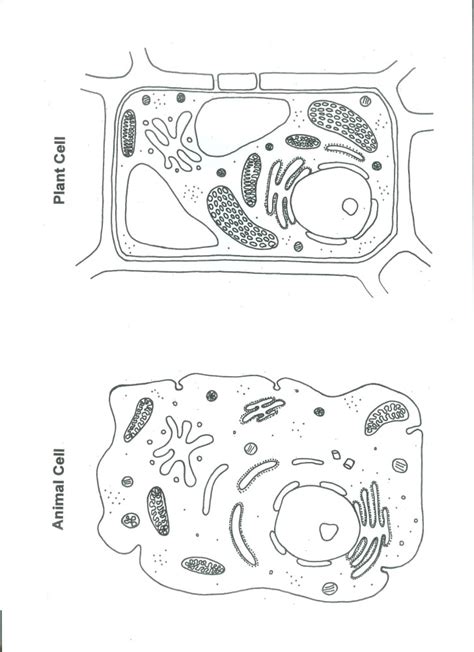 Are welcome to copy but i found that what i kept hearing from readers was yeah yeah yeah you ve told me where the food comes from and how the animals live i really thought the answer to this question. Plant and animal Cell Color Worksheet : Biological Science ...