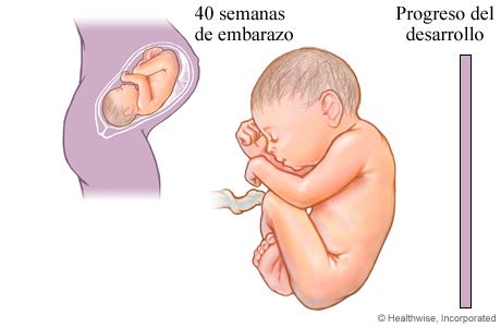 El bebé mide de la coronilla a los talones 28cms. Desarrollo fetal a las 40 semanas de embarazo ...