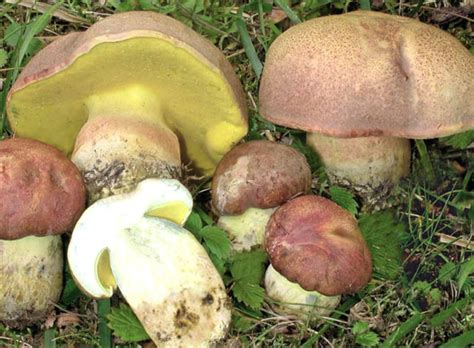 Boletus regius - identifier-les-champignons.com