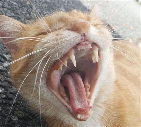 Kittens are born without visible teeth. Do Kittens Teeth Like Puppies - Pets and Animal Educations