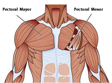 This article looks at the anatomy of the back, including bones, muscles, and nerves. Rutinas de ejercicios, entrenamiento, fitness, pesas ...