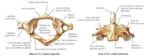 So special that they're worth looking at individually and having a think about. región-grupo-plano: Atlas y Axis