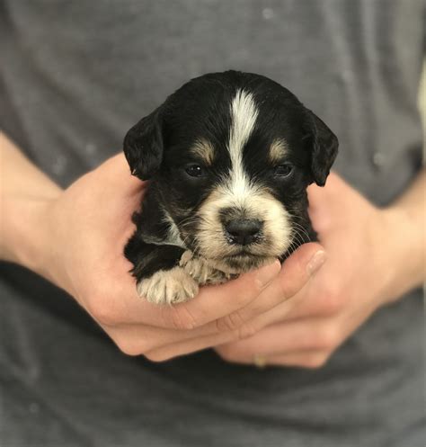 Find cute bernedoodle puppies, dogs, and breeders at vip puppies. Green: Male Mini Bernedoodle puppy Logan, Utah for sale ...