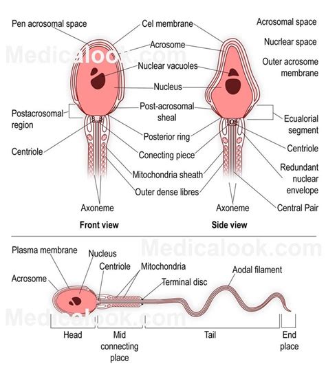 The mosquito draws blood and injects saliva. Human Sexuality - Brian's Health Web Page