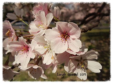 Check spelling or type a new query. Flower photos taken around Washington D.C. | Flower photos ...