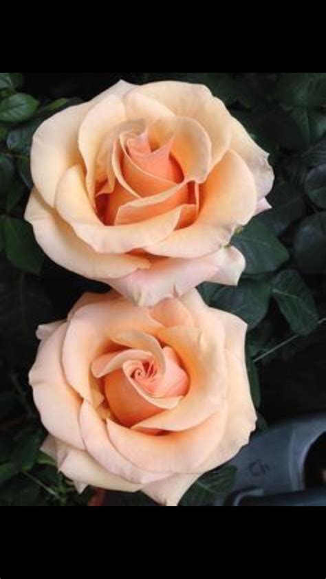 pin-by-alicia-d-i,-alicia-on-color-me-roses-spring-roses,-peach-roses,-hybrid-tea-roses