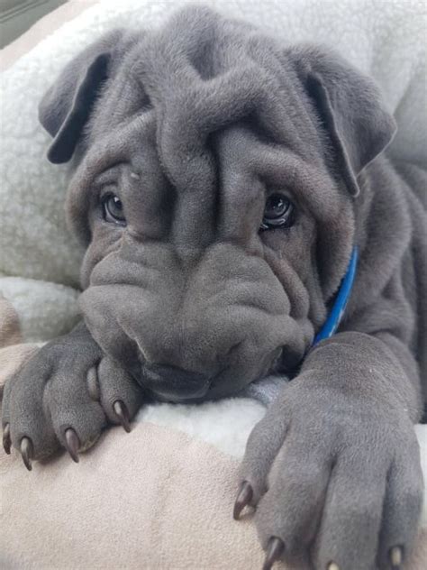 Wir bieten ihnen, hintergrundbilder herunterladen sharpay, hund, süße kleine hund aus einer reihe von kategorien tiere die für die auflösung des monitors sie kostenlos und ohne anmeldung. Shar pei pup. What a cute face! | Cute animals, Cute dogs ...