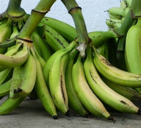 Apalagi inovasi pisang goreng di jakarta kian beragam saja. Pisang Ulin Enak Di Goreng : Mau Buat Pisang Goreng Atau ...