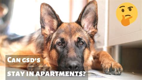 The results astonished the researchers. Can German Shepherd Dogs live in an Apartment? - YouTube