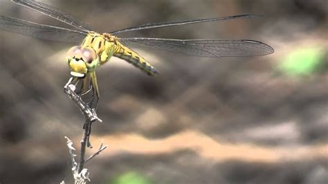 By the way, at first glance, many people will think that dragonflies just hover aimlessly over the water and fly wherever they want. Dragonfly catching and eating a mosquito - YouTube