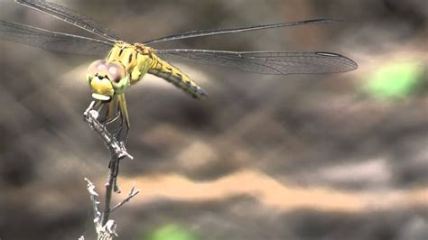 Flying dragon, by alexander calder, 1975, art institute of chicago. Dragonfly catching and eating a mosquito - YouTube