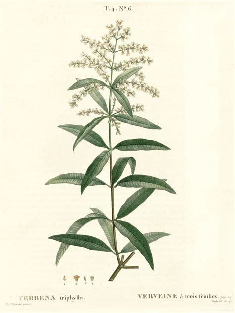 Lemon verbena is a species of flowering plant in the verbena family. Verveine citronnée ou odorante / Lippia citriodora ...