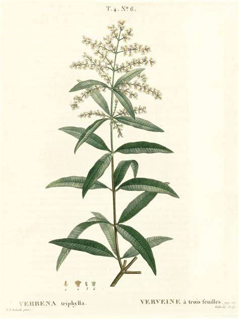 Images of lemon verbena alousia trifolia : Verveine citronnée ou odorante / Lippia citriodora ...