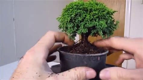 Buat resume dan daftar riwayat hidup profesional tanpa keahlian desain. Ok Google Cara Membuat Bonsai Terbaru | Cahunit.com