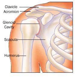 It's a long, thin bone that curves outward at the middle of your body and curves inward on the end where it goes to the shoulder. Justice Breyer Has Shoulder Surgery After Bicycle Accident