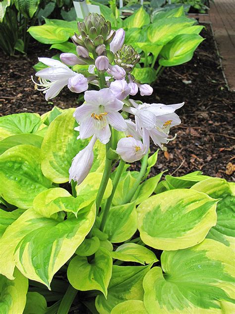 Maybe you would like to learn more about one of these? Summer Breeze Hosta (Hosta 'Summer Breeze') in Greensboro ...