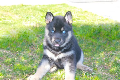Awesome pictures of australian shepherds along with some answers to frequently asked questions if you like to look at dogs with blue eyes, then check out dogs with blue eyes. Black German Shepherd Puppies With Blue Eyes For Sale