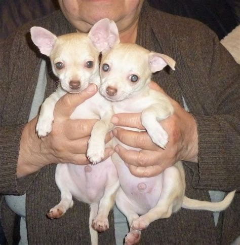 Forever love puppies has chihuahua puppies for sale! Chihuahua Puppies For Sale | Southfield, MI #189291