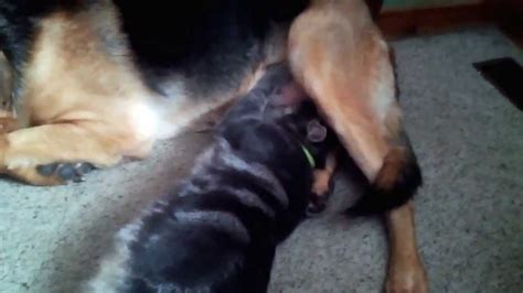 Women breast feeding poor monkeys. Cat breastfeeding on rescued puppy mill German Shepherd! - YouTube