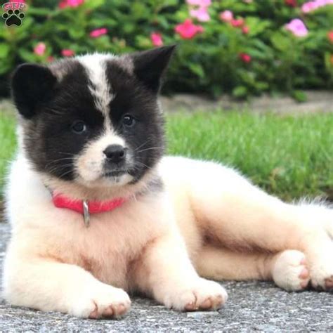 From newborn pups to working dogs to furry movie stars, cute pooches of all breeds abound in this film that explores the delightful world of canines. Stacey, Akita Puppy #akitapuppies | Akita puppies for sale, Akita puppies, Akita dog