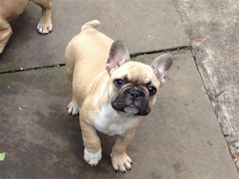 Before i get into the detail on the range of differences you might expect to see between a female versus a male frenchie, here's a very generic overview. Gorgeous female French bulldog | Dukinfield, Greater ...