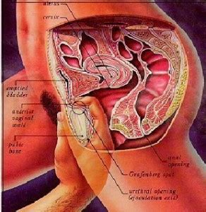 Titik g spot juga dikatakan sebagai kawasan paling sensitif bagi wanita. Cara Menemukan dan Merangsang Titik G-Spot Wanita