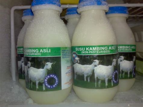 Karena selain sebagai nutrisi, susu. Susu Kambing Etawa untuk Penyembuhan - Mancing Info