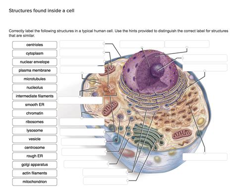 Can you identify all the parts of a human cell? Solved: Correctly Label The Following Structures In A Typi ...
