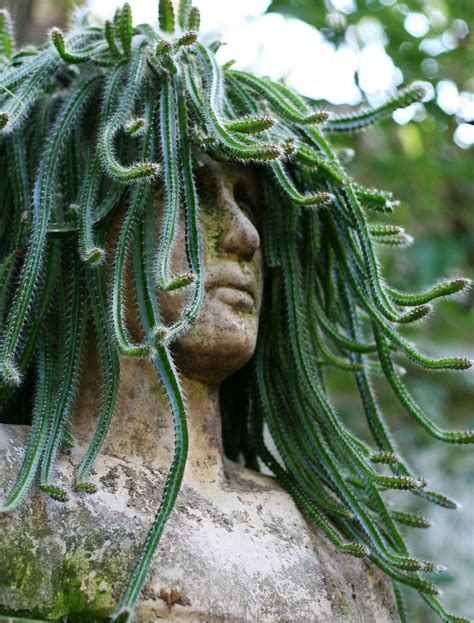 Athena came to him in a vision after he prayed to her. Medusa Cactus (Euphorbia caput-medusae) : BotanicalPorn