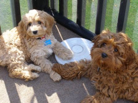 Learn more about our cavachon puppies for sale near charlotte, nc today. Cavapoo Puppies Charlotte Nc