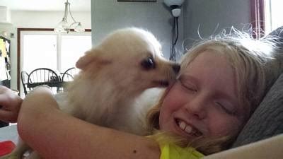 Adoptable Dogs - SECOND CHANCE DOG RESCUE