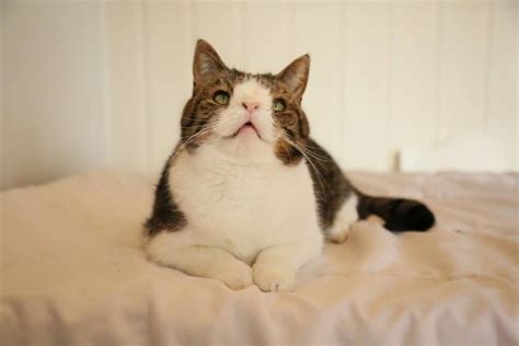 Cats with down syndrome pictures. Monty, kissa jolla on Downin syndrooma, ihastuttaa ihmisiä ...