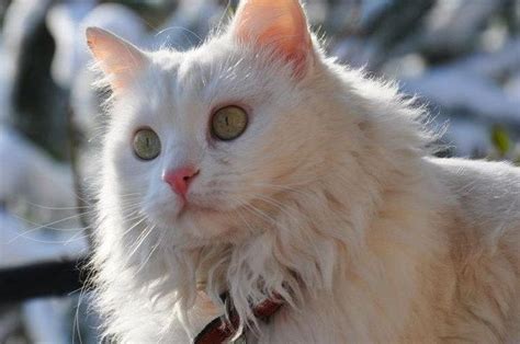 Harga kucing anggora saat ini bervariasi mengingat ada beberapa jenis kucing anggora yang telah dikembangkan. Kucing Anggora Harga 100 Ribu Di Banyuwangi - Jual Kucing ...