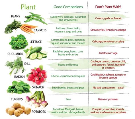 Companion planting is a traditional art that needs a great deal of planning, but this is worth it, as it will help you have a good harvest. potato companion plant | Companion planting, Potato ...