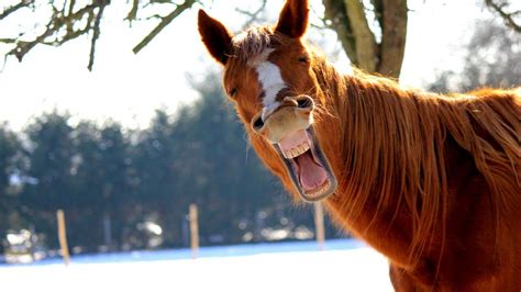 Sie lachte, wenn sie sich auszog, lachte, wenn sie aus dem bett stieg, und fred bog sich vor lachen. Wissenschaft: Können Tiere eigentlich lachen? | Augsburger ...