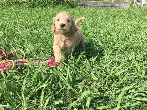 Find goldendoodle puppies for sale with pictures from reputable goldendoodle breeders. Virginia Beach Goldendoodles