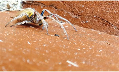 Prepared under the direction of the department of entomology, purdue university, this book is also available separately as a correspondence course for those individuals seeking a certificate in pest control from purdue. PCT Magazine - April 2018 - A Photographed Feeding Frenzy